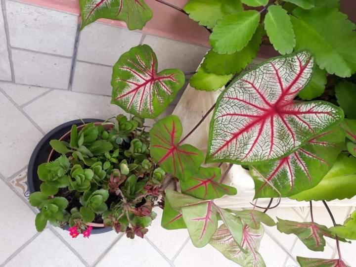 Pousada Vila Paolino Hotel Sao Pedro da Serra  Eksteriør billede